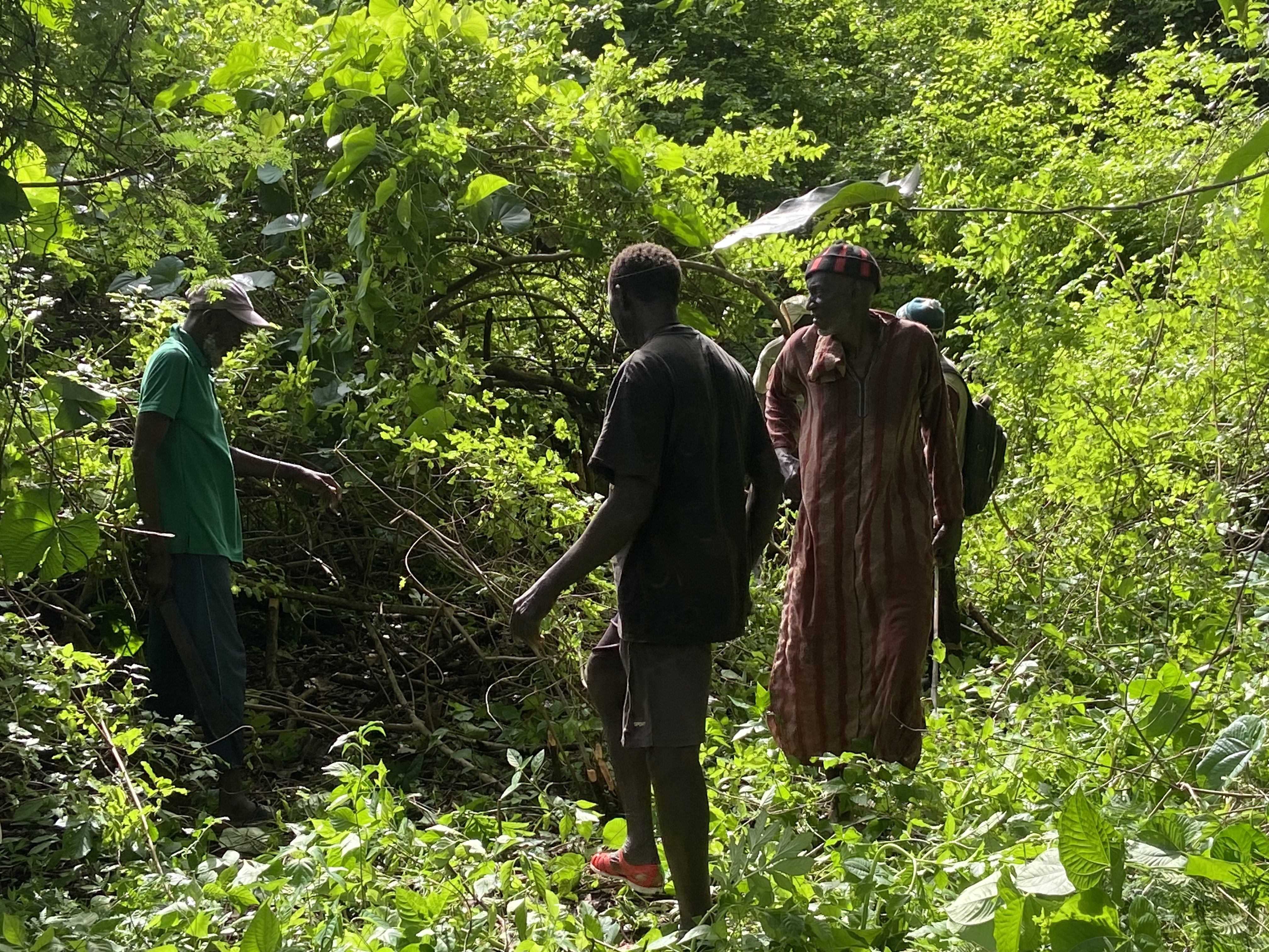 Reboisement des sites sacrés du Blouf au Sénégal